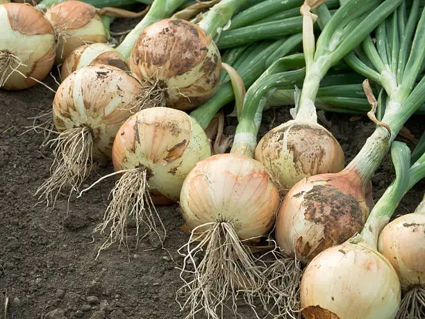 Formation agricole