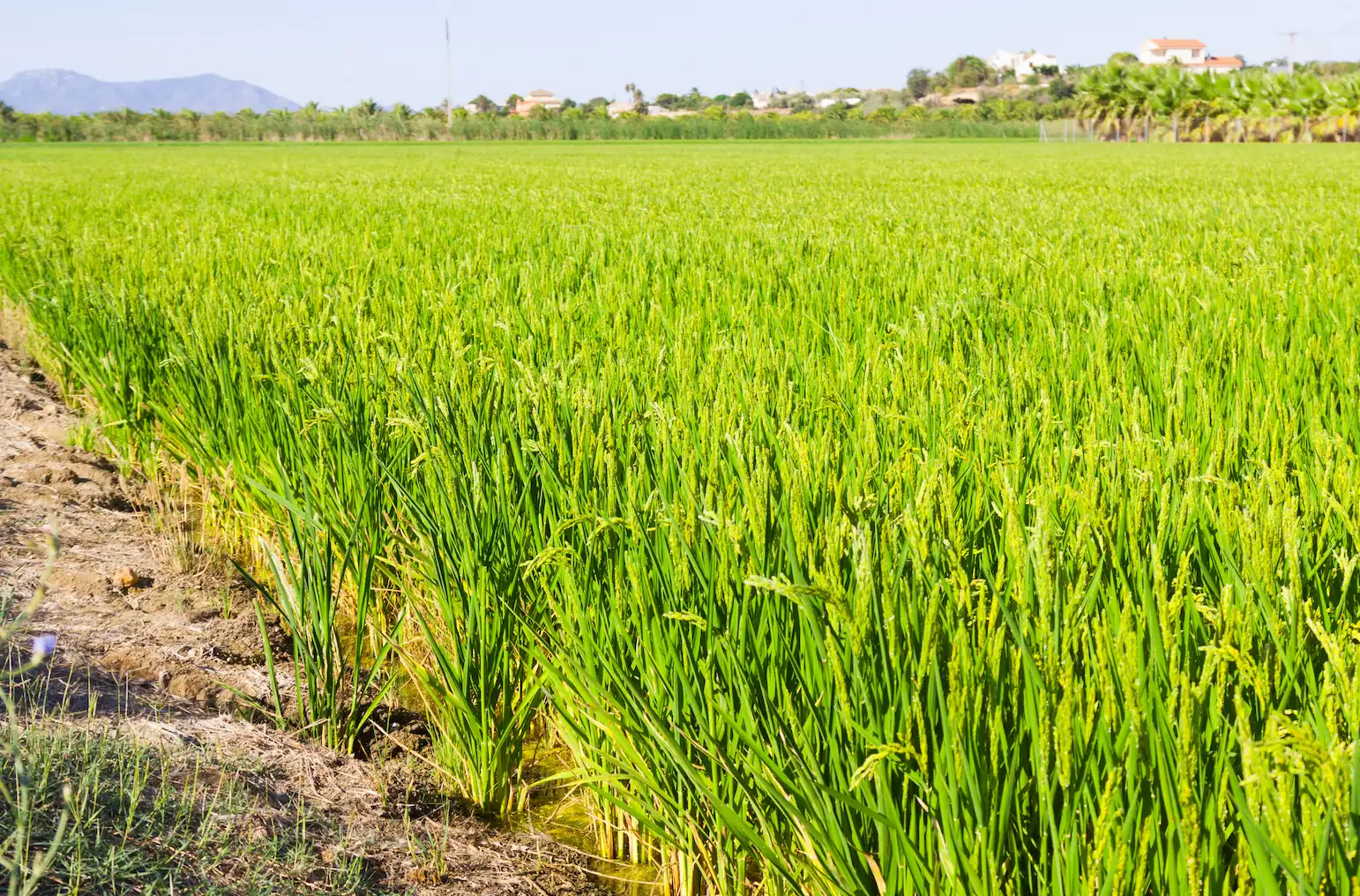 Agriculteur dans un champ